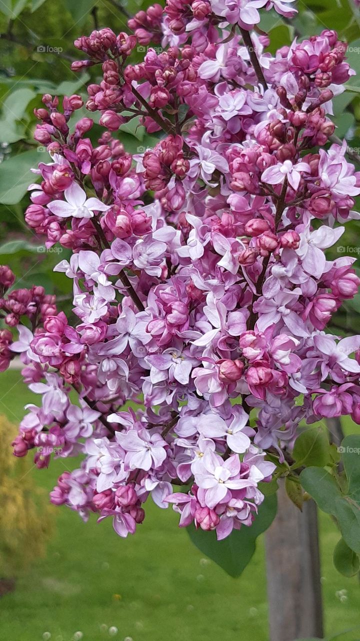 fresh purple and violet lilac in natural mood with light green leaves