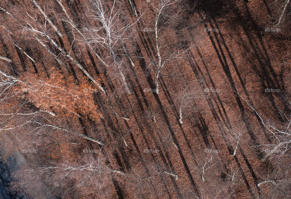 Aerial view on birches trees with long shadows