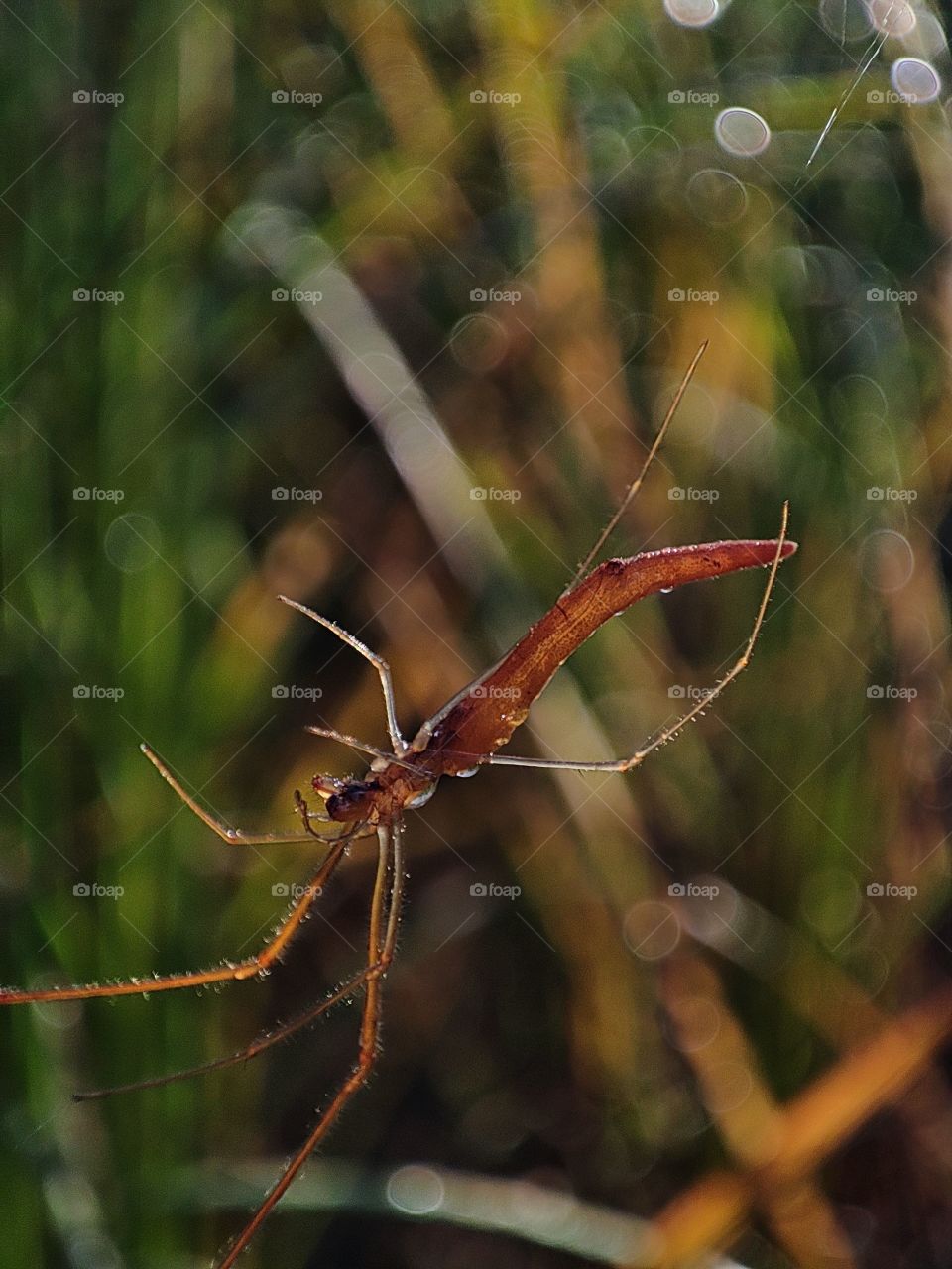 spider lying on it's web
