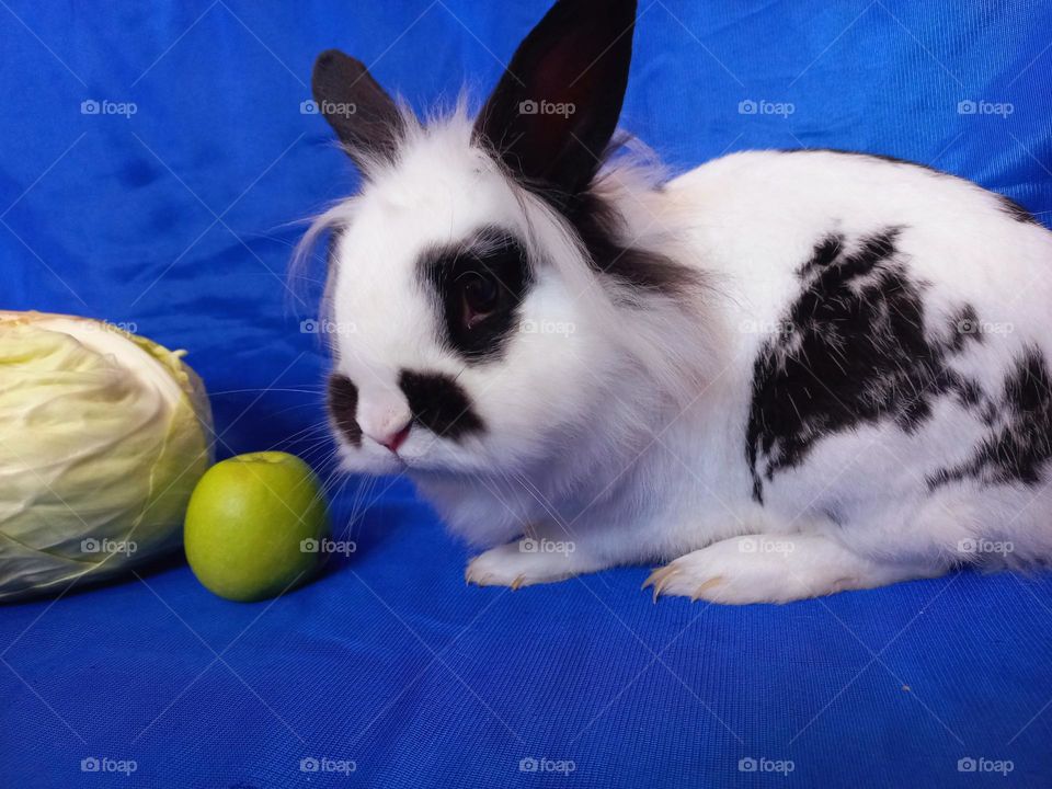 white rabbit with black spots and an apple.