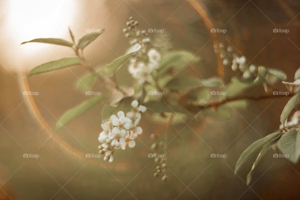 Blossom branch of a bird-cherry tree at sunset