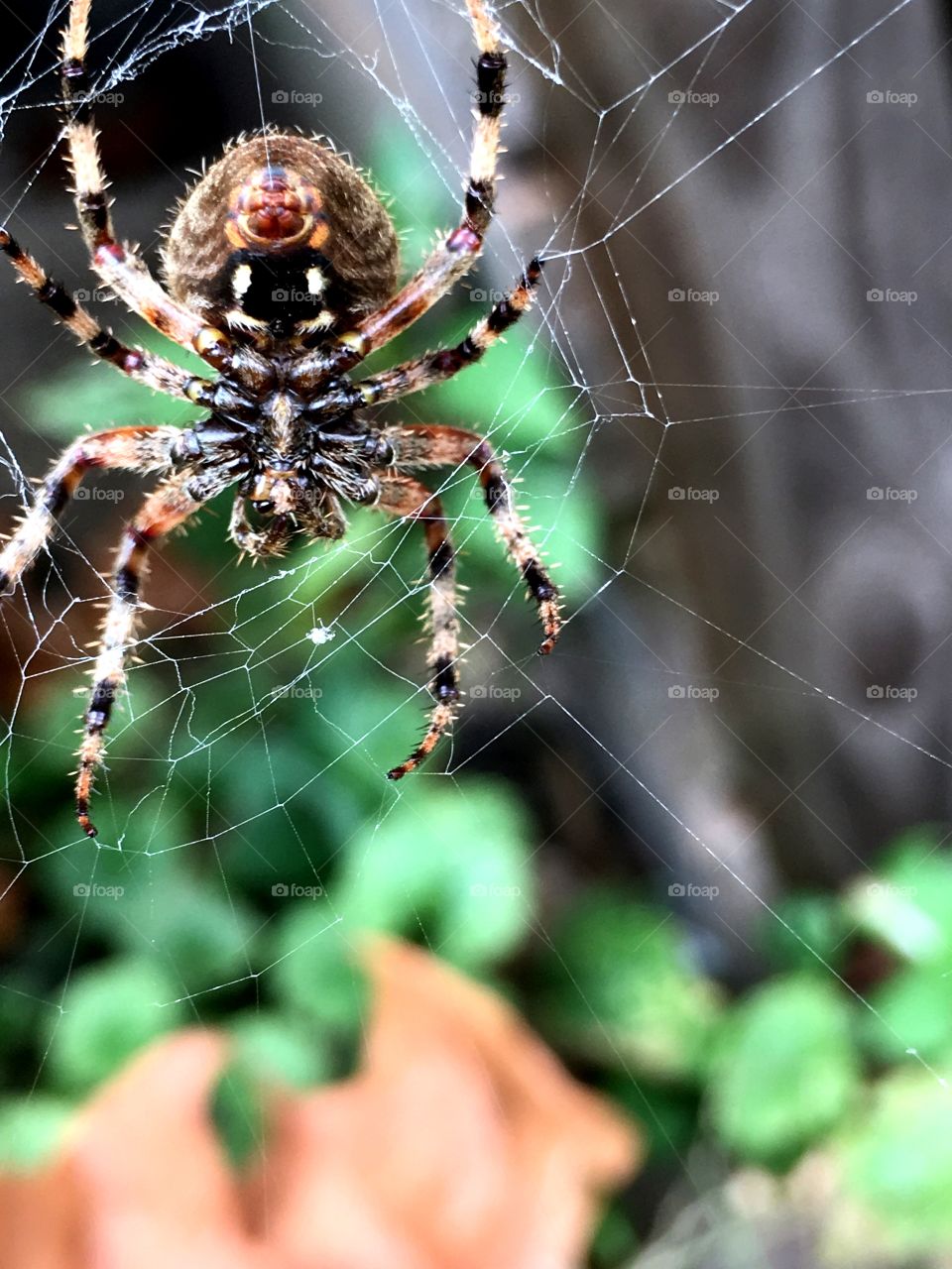 Large spider
