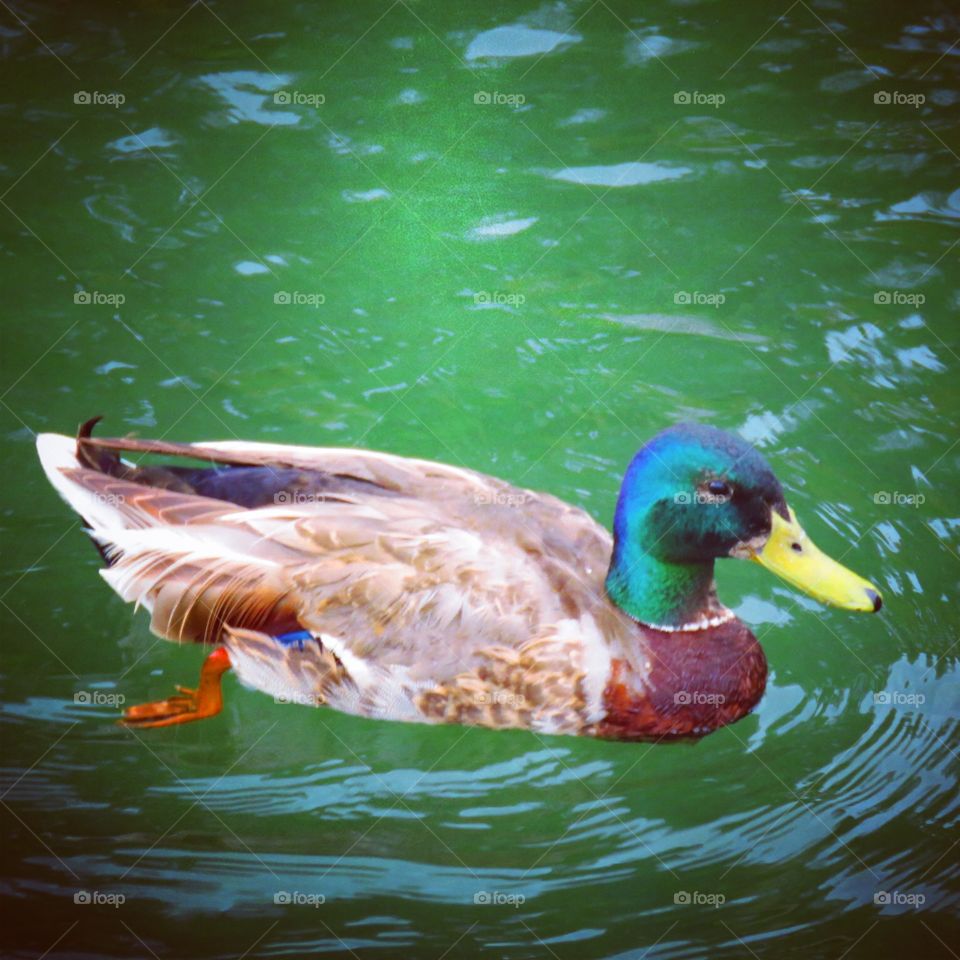 Mallard  duck