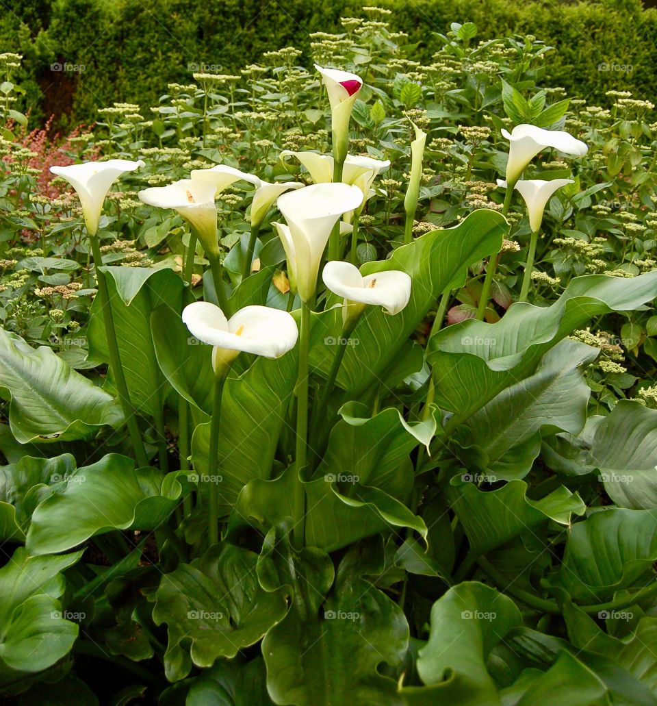 Calla Lily