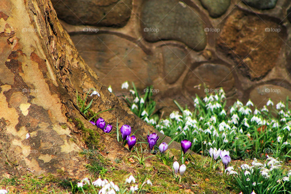 Ground level still shot of a small scattering of purple Snow Crocus surrounded by several clumps of white Snowdrops. The bright flowers are framed by the warm brown of an old tree & an old stone wall. Shot in a park of rare & common plants & trees.