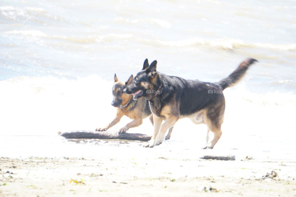 dog outdoor summer