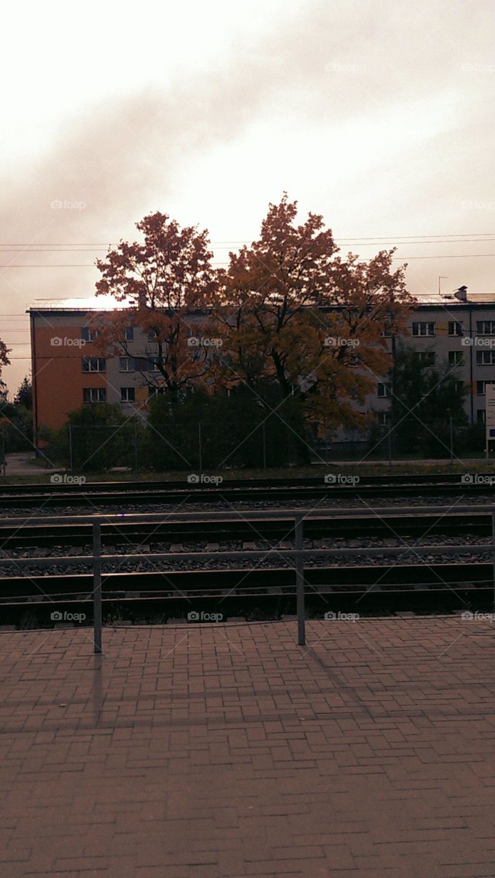 cute tree's near the station