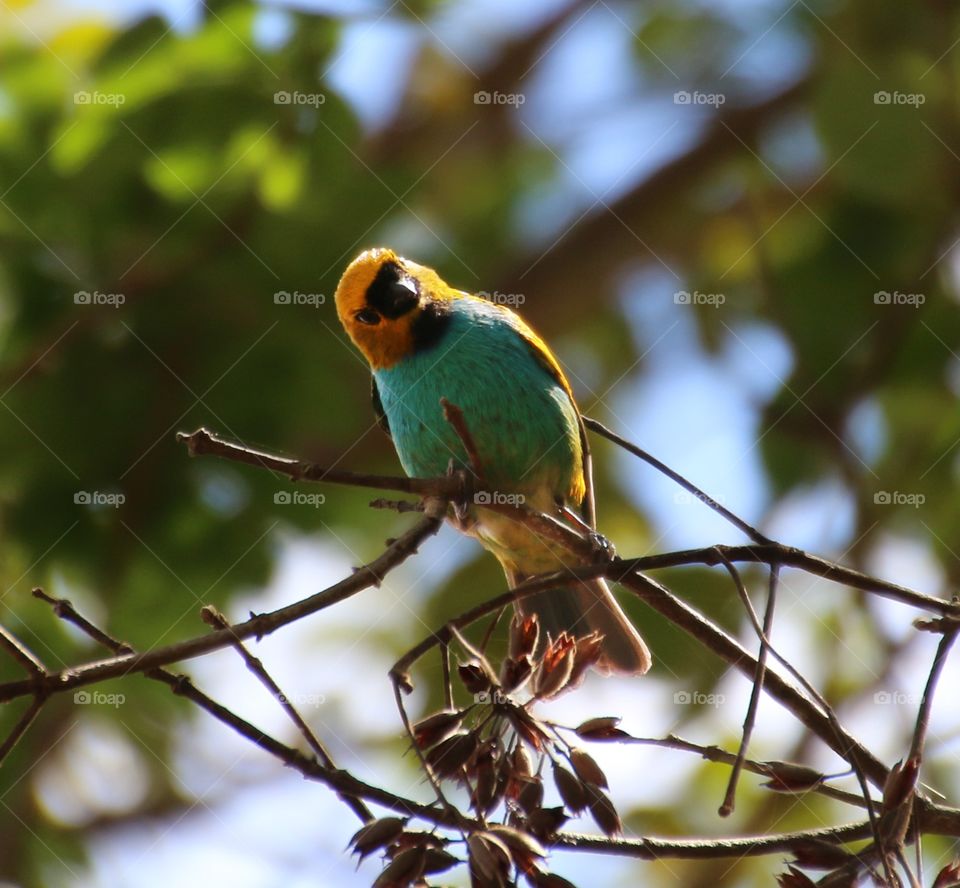 Brazilian bird named golden saira 