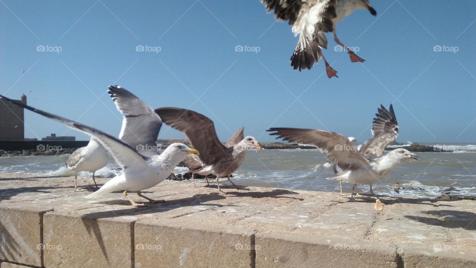 flock of seagulls in flight.