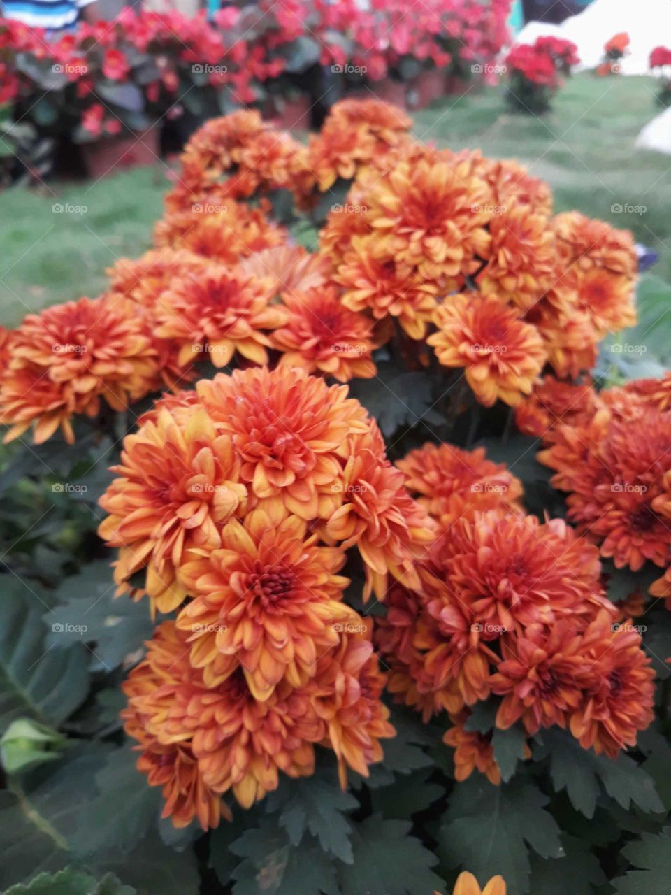 Beautiful pretty flowers
