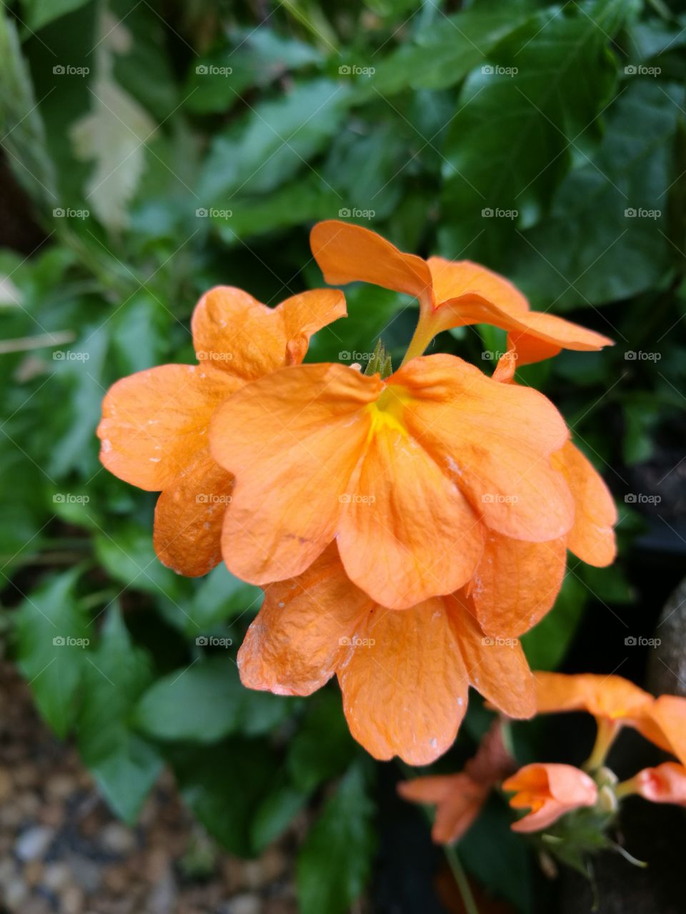 Closeup of Cassandra flower with orange petals.