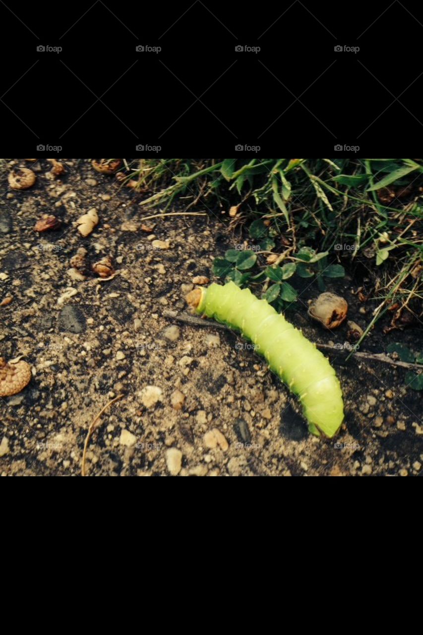 Taking a little strolle