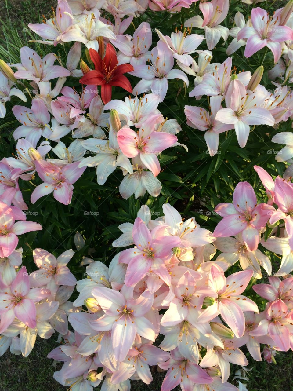 Peaceful Easter Lilies 