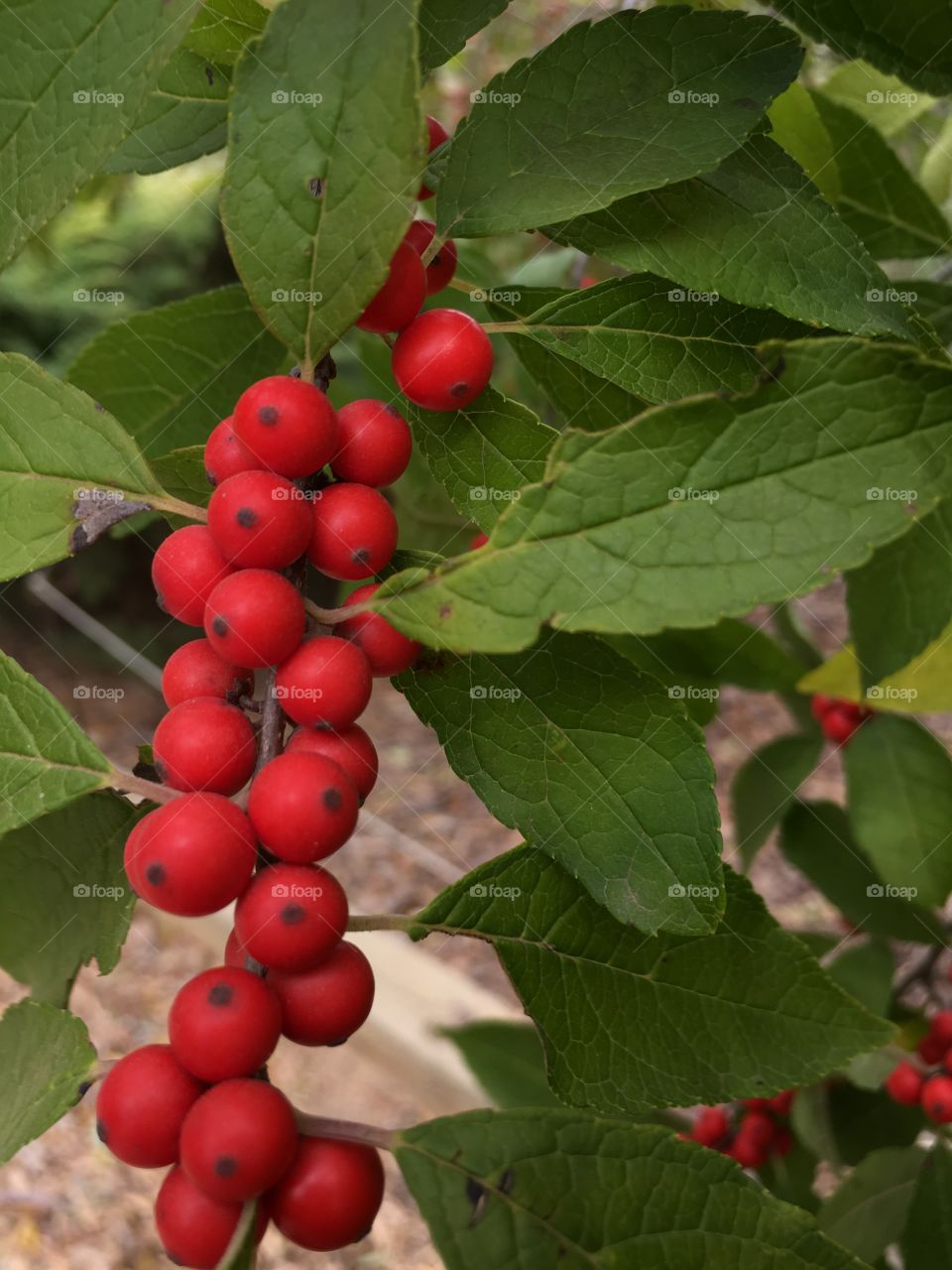 Closeup of tree berries