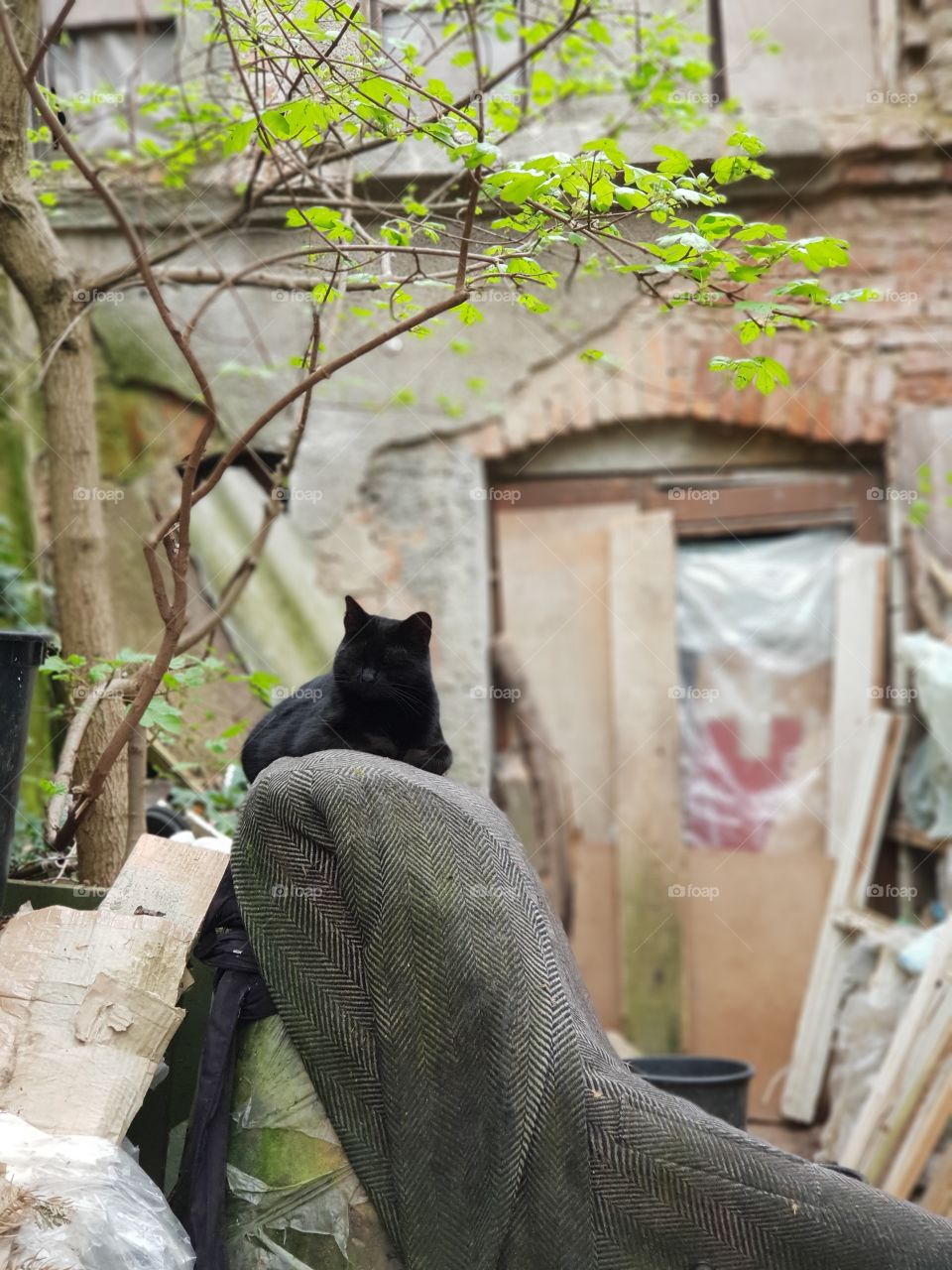 A mystical black cat i saw infront of a torn home