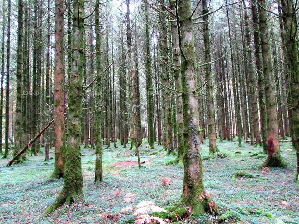 View of pine forest