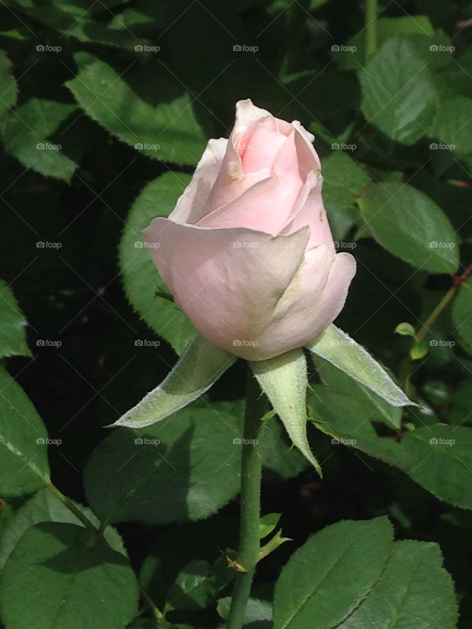 Pink rose bud