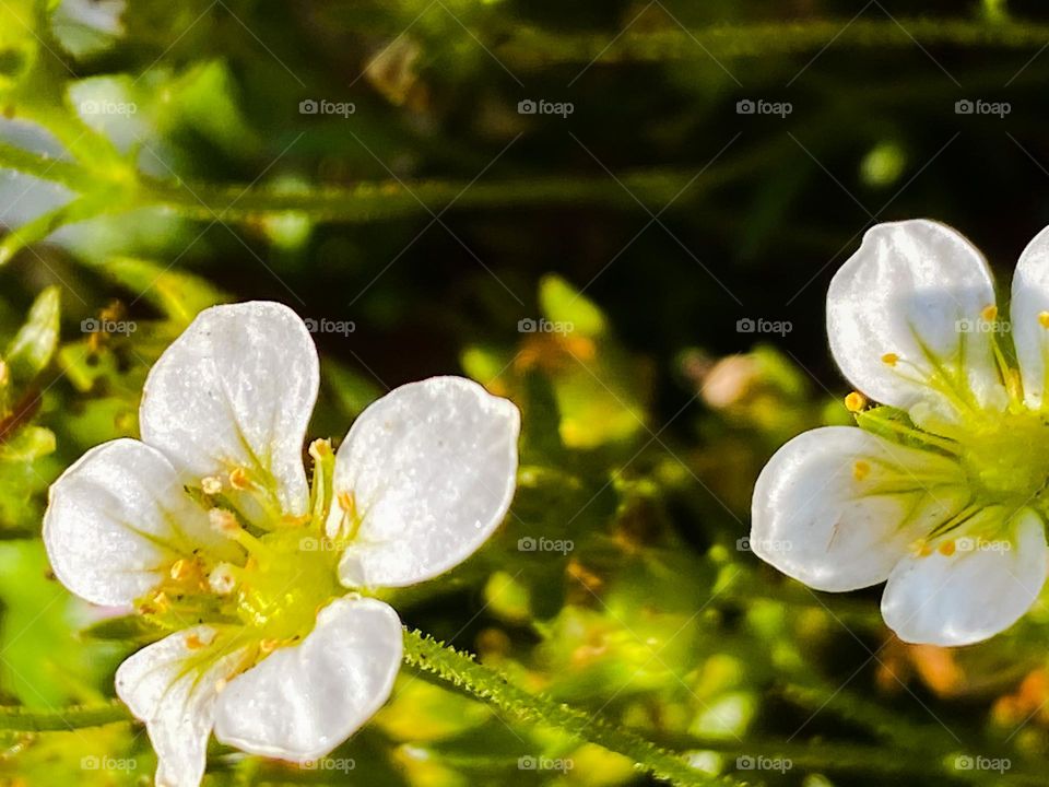 White beautiful tiny flowers 