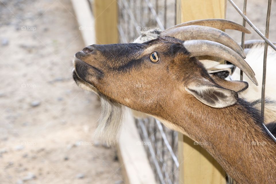 View of goat sticking out head