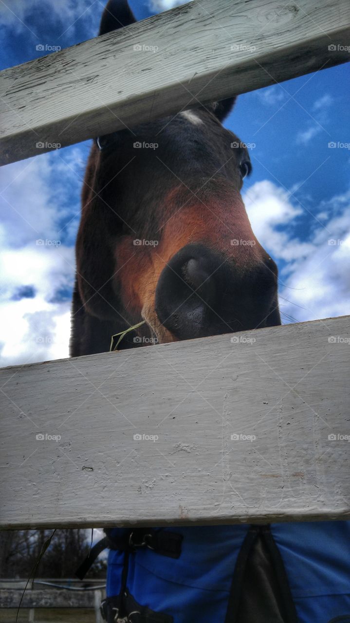 Just a normal game of peek-a-boo at the farm