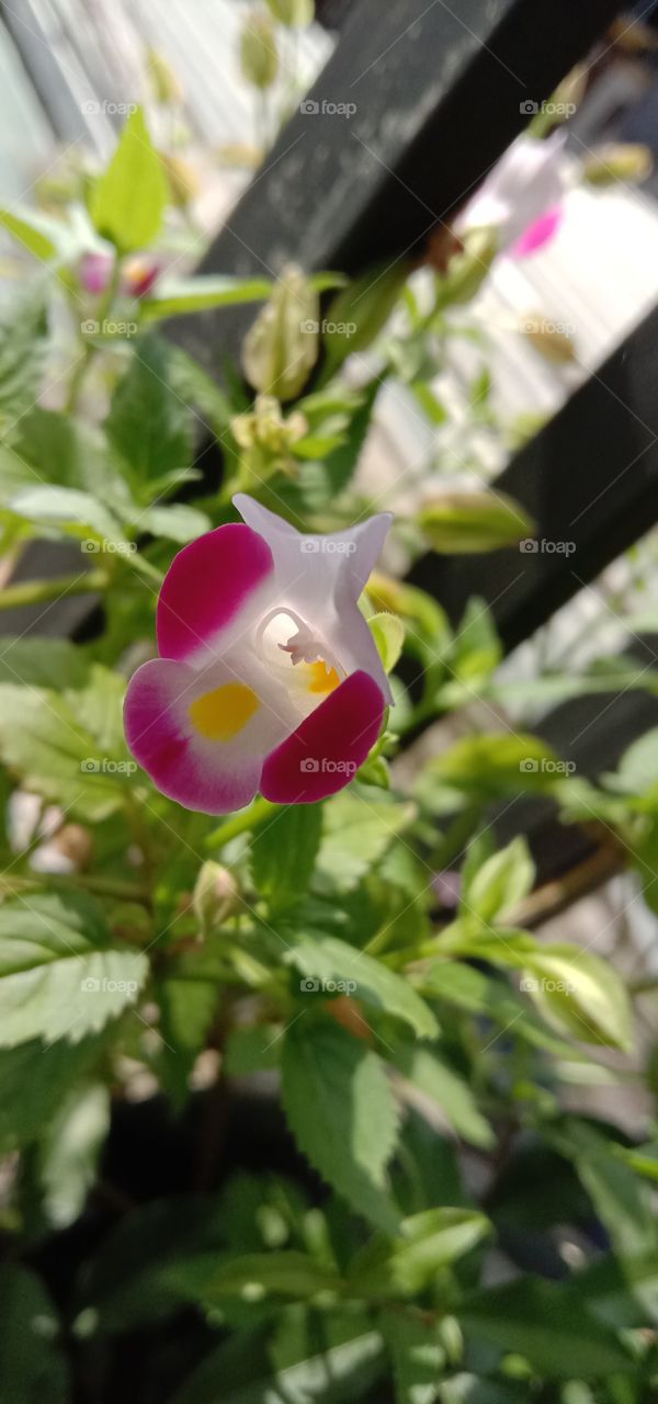 Wishbone flowers, bluewings, nanioola'a atau ola'a beauty. Jenisnya ada; Torenia 'Yellow Moon', Torenia concolor Lindl., Torenia fournieri (bunga warna pink dan putih)