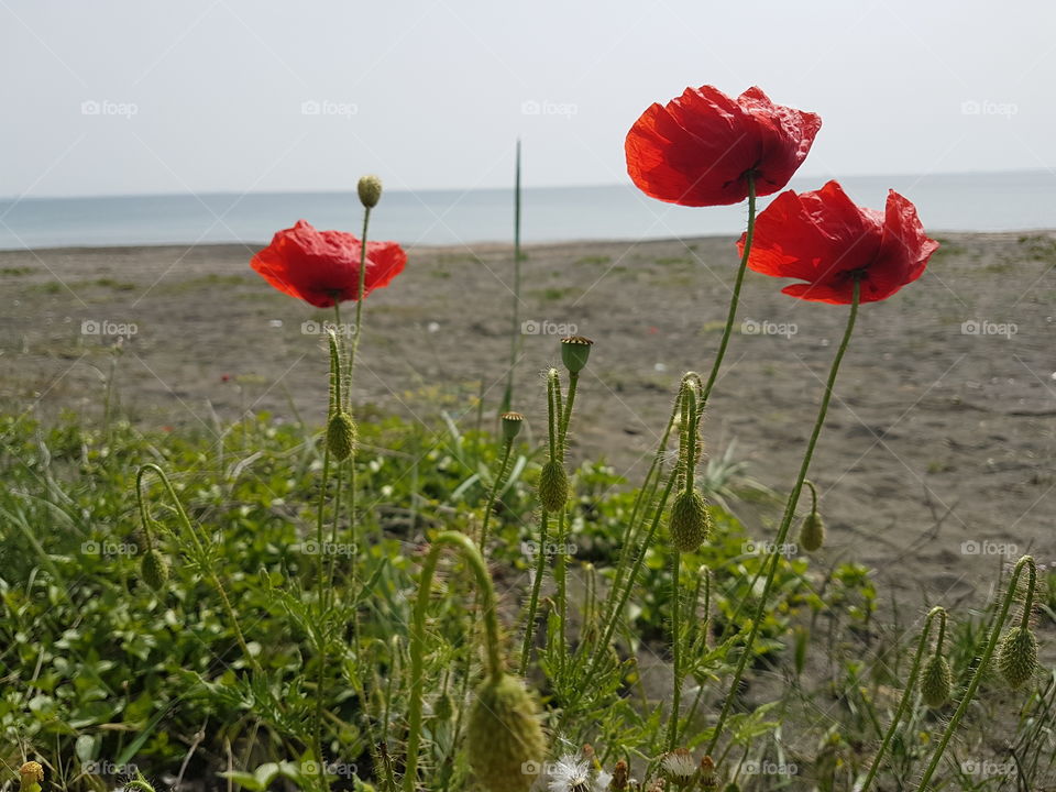 Three poppies by the sea