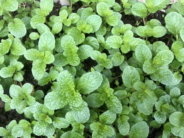 Eat green, stay green. Fresh Leaf Mint Green Herbs.