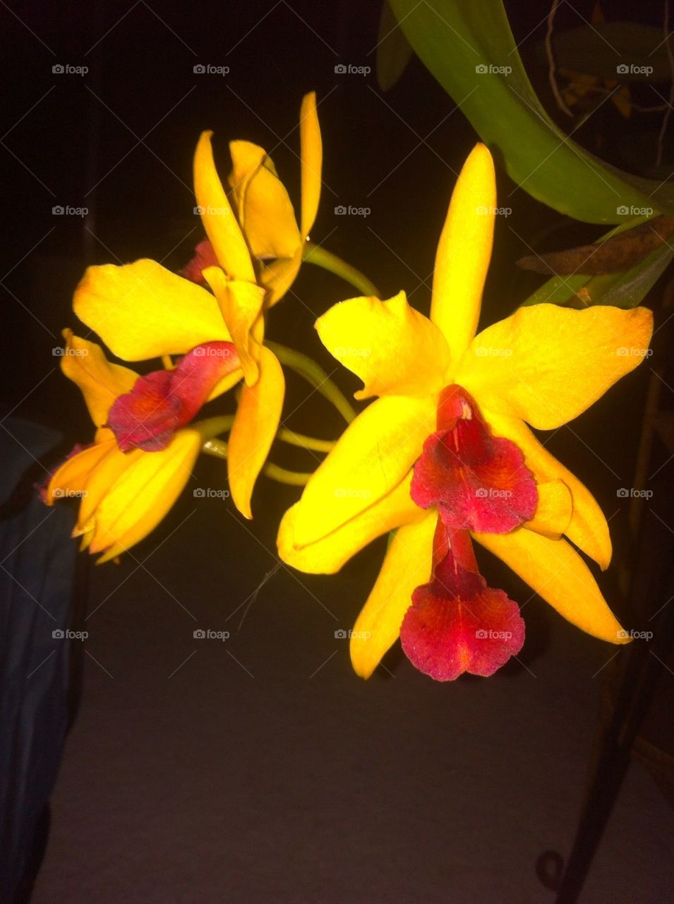 Orchids...2 @ a time