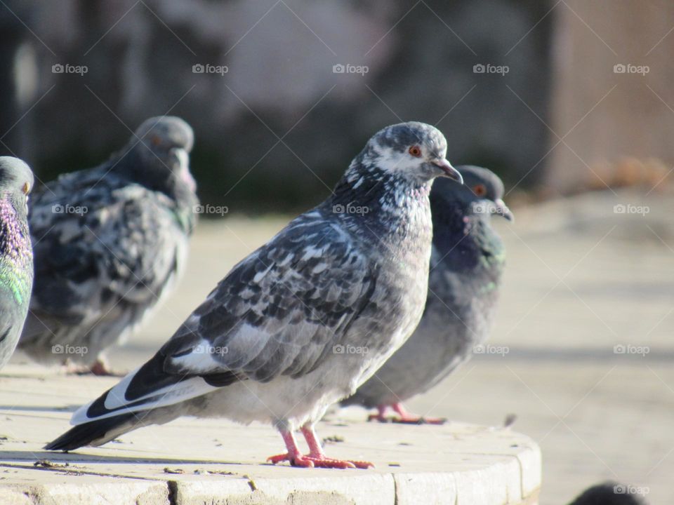 голуби
