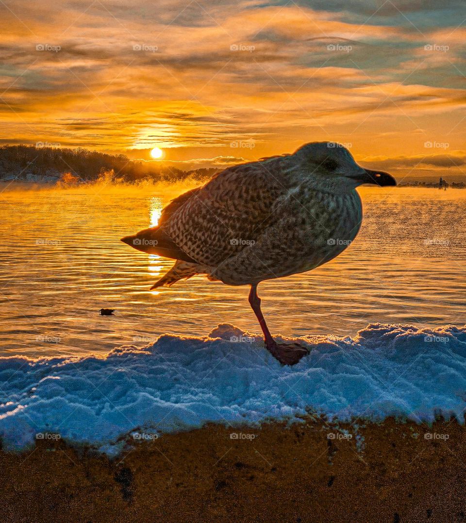 one leg bird in the winter sunset in Oslo, cold and snowing day