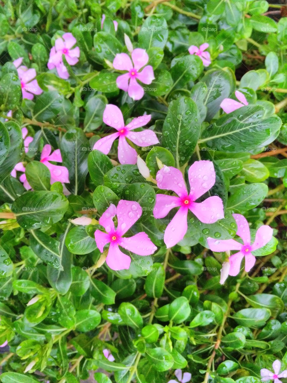 a beautiful flowers in the garden.