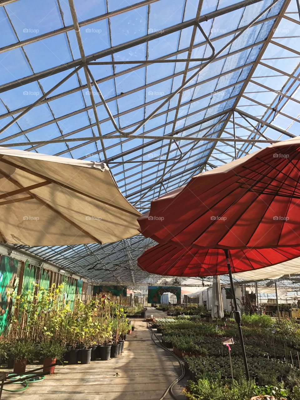 Greenhouse in spring