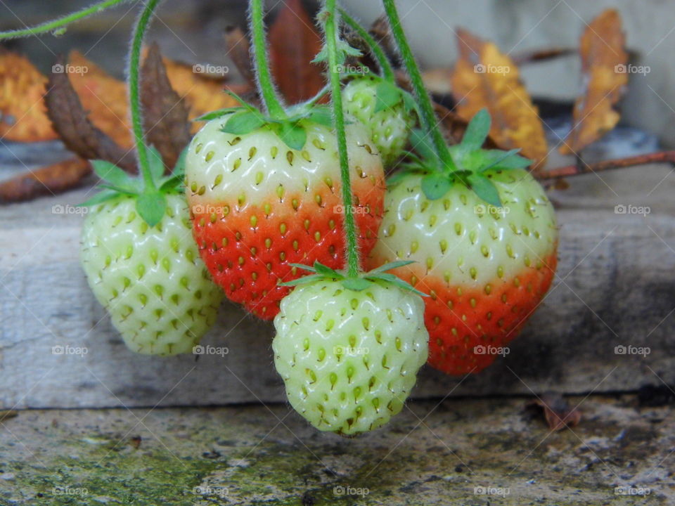 strawberry in the garden and good fruit