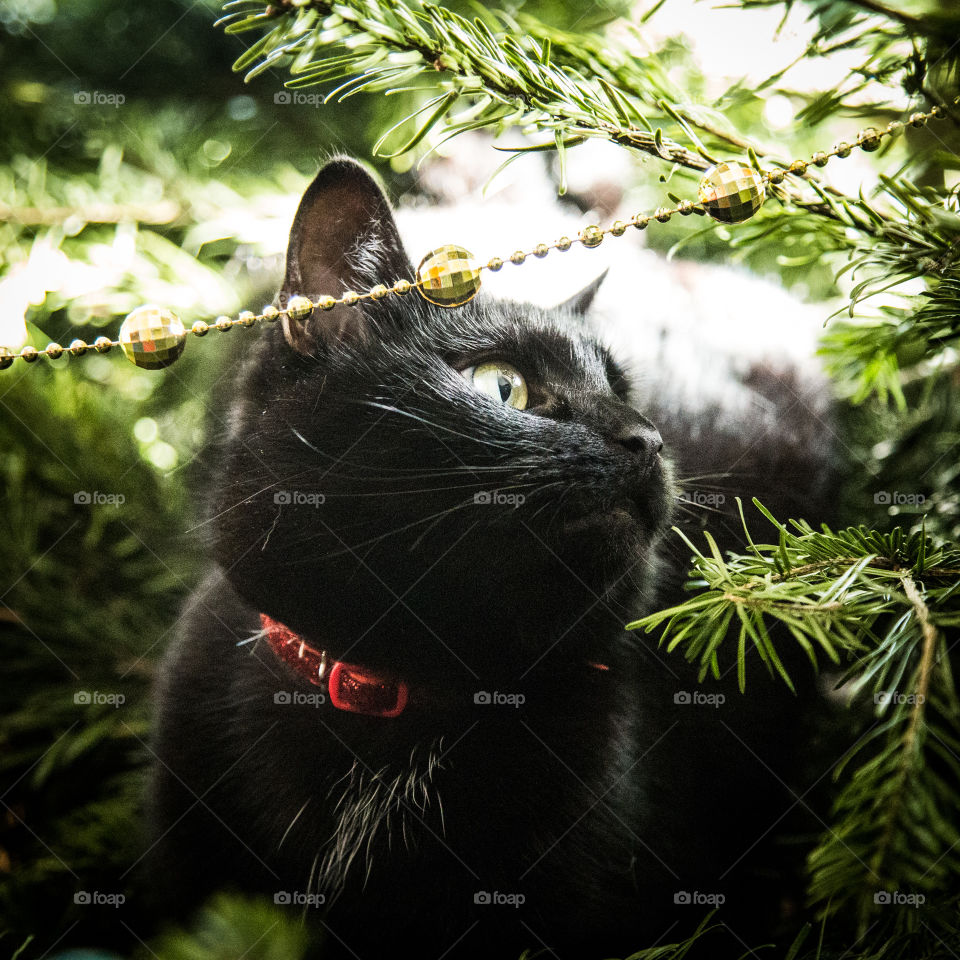 Cute black kitten in a Christmas tree. An animal portrait. Cat is black.