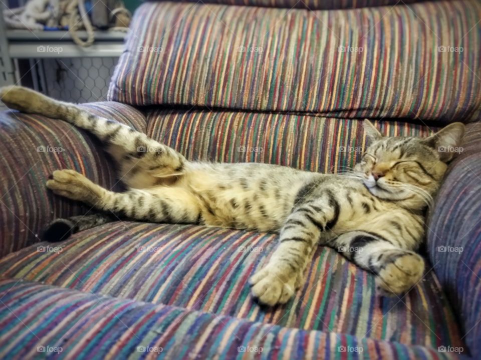 Lazy Tabby Cat