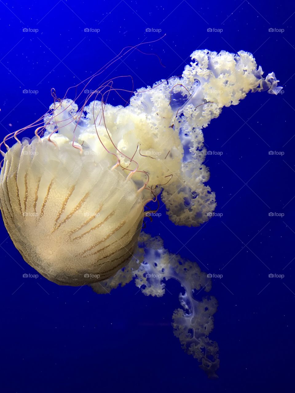 Georgia Aquarium | Atlanta, GA
