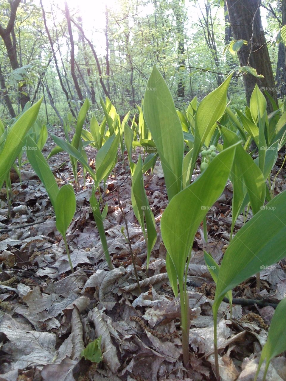 forest beauty