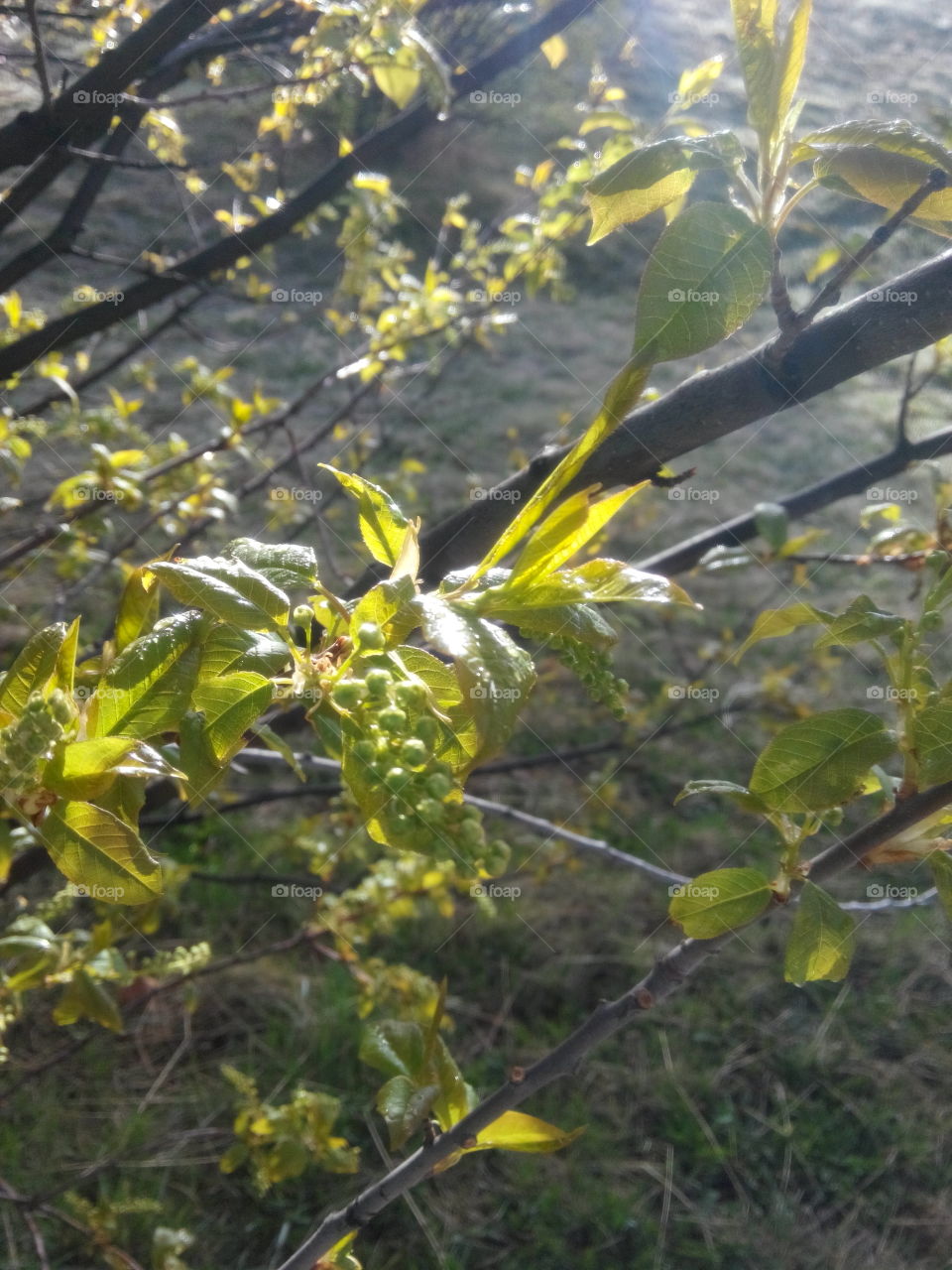 Sun light on spring leaves. Resplendent spring foliage