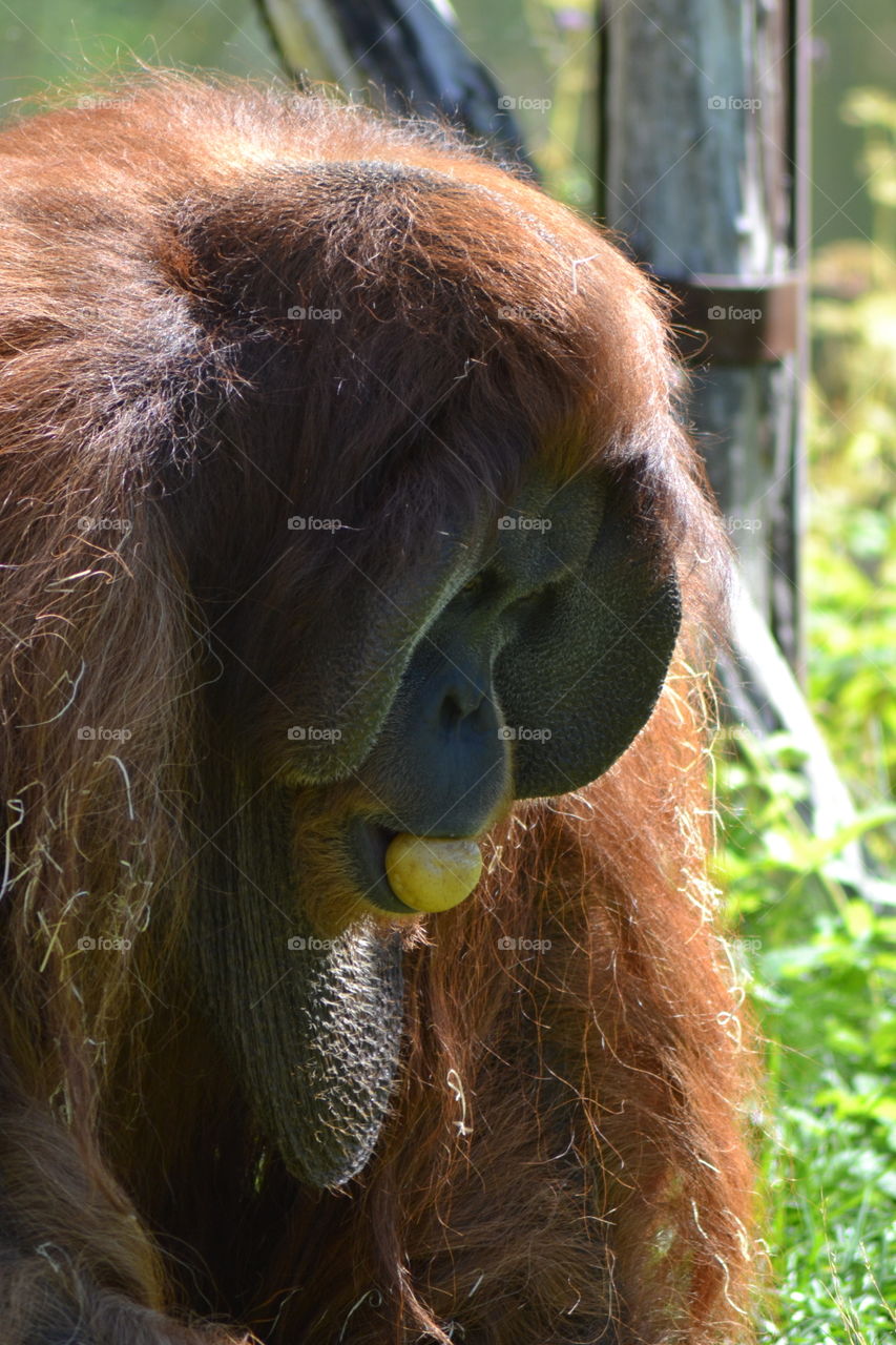orangutang hane