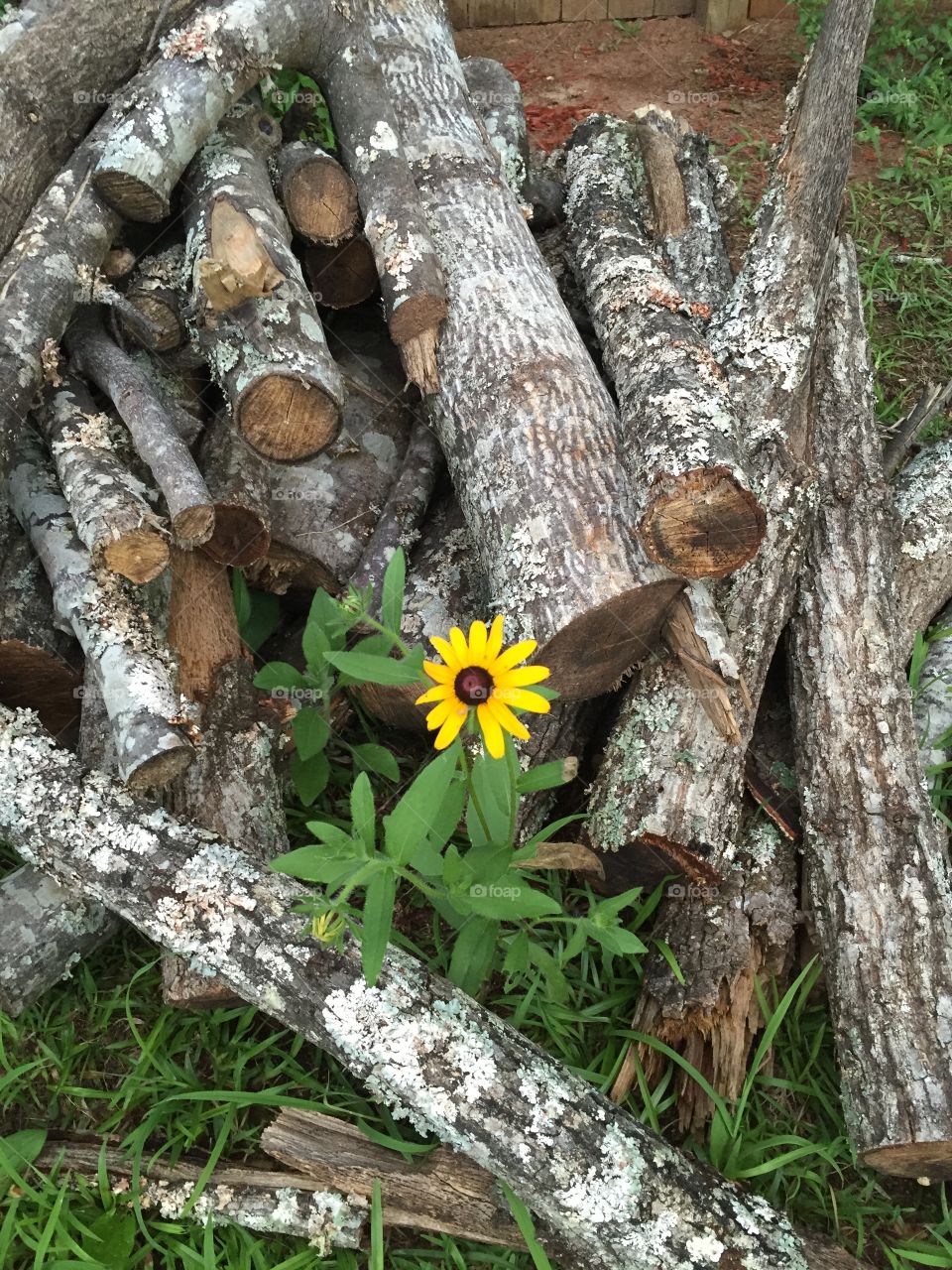 Yellow flower growing up through a pile of wood. 