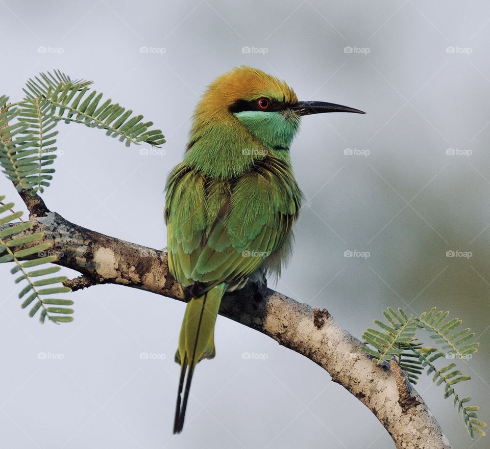 This is green bee eater,i toke this photo in kish island in iran