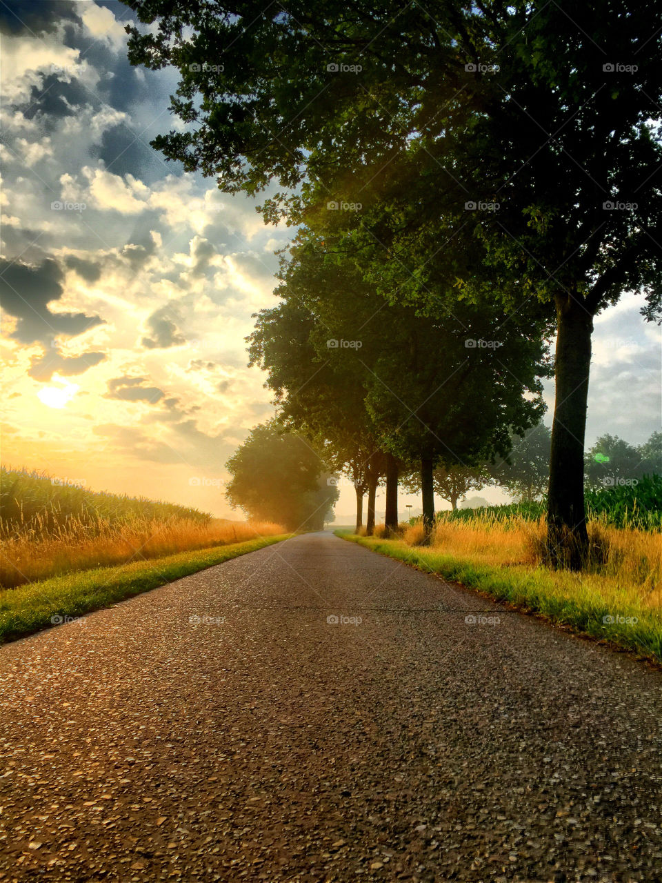 Asphalt road between the rural farmfields and trees