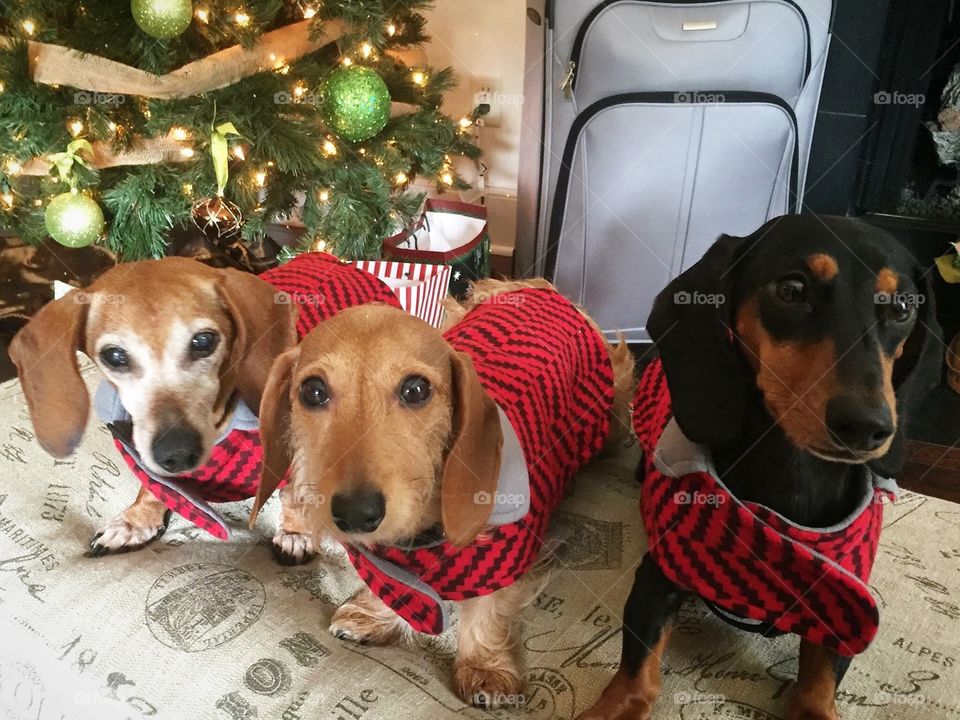 Christmas dachshunds!