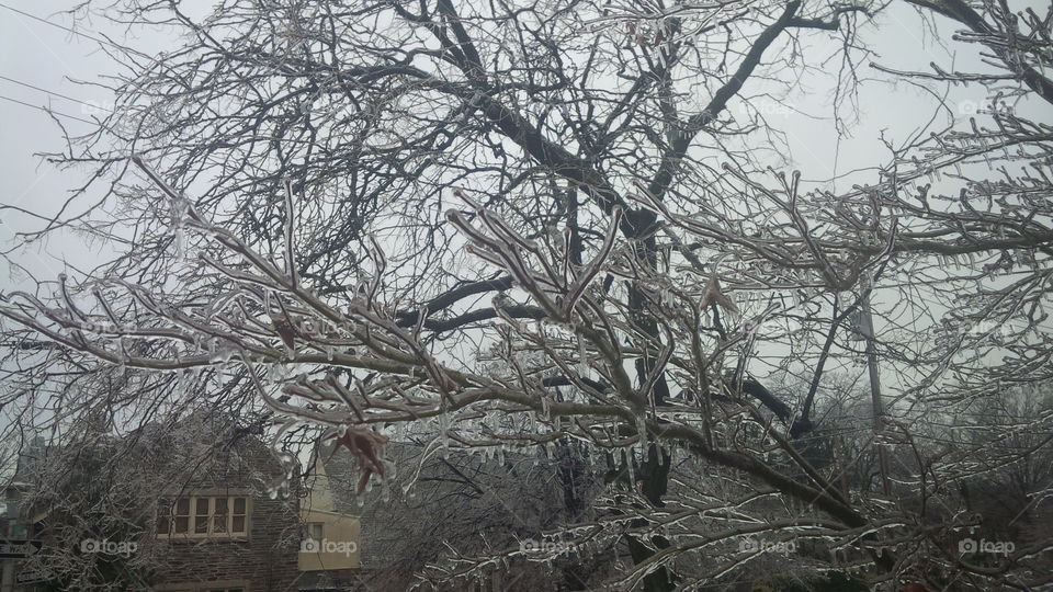 Tree After Ice Storm