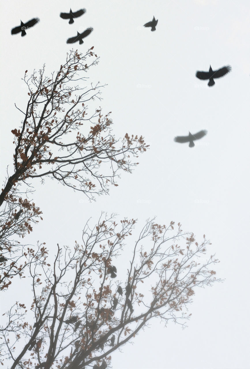 Silhouettes of flying ravens in the sky and trees top