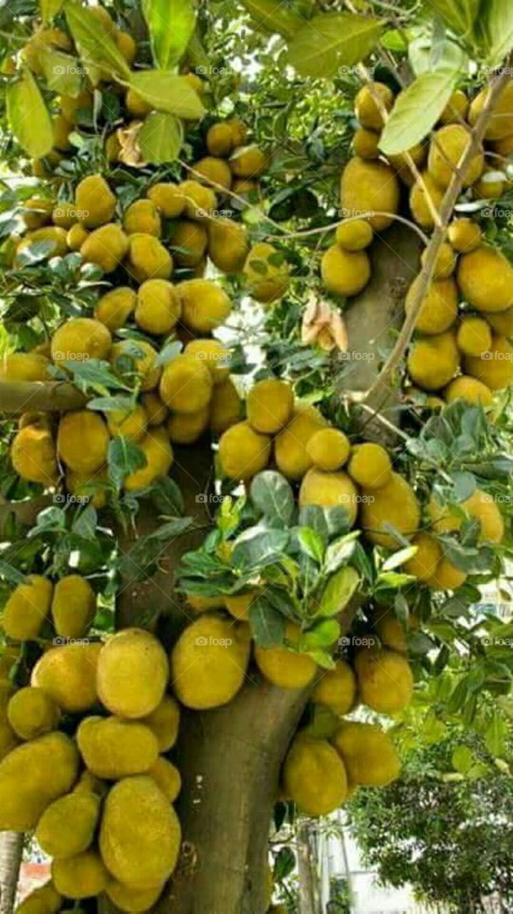 so many Jackfruit hanging on a tree