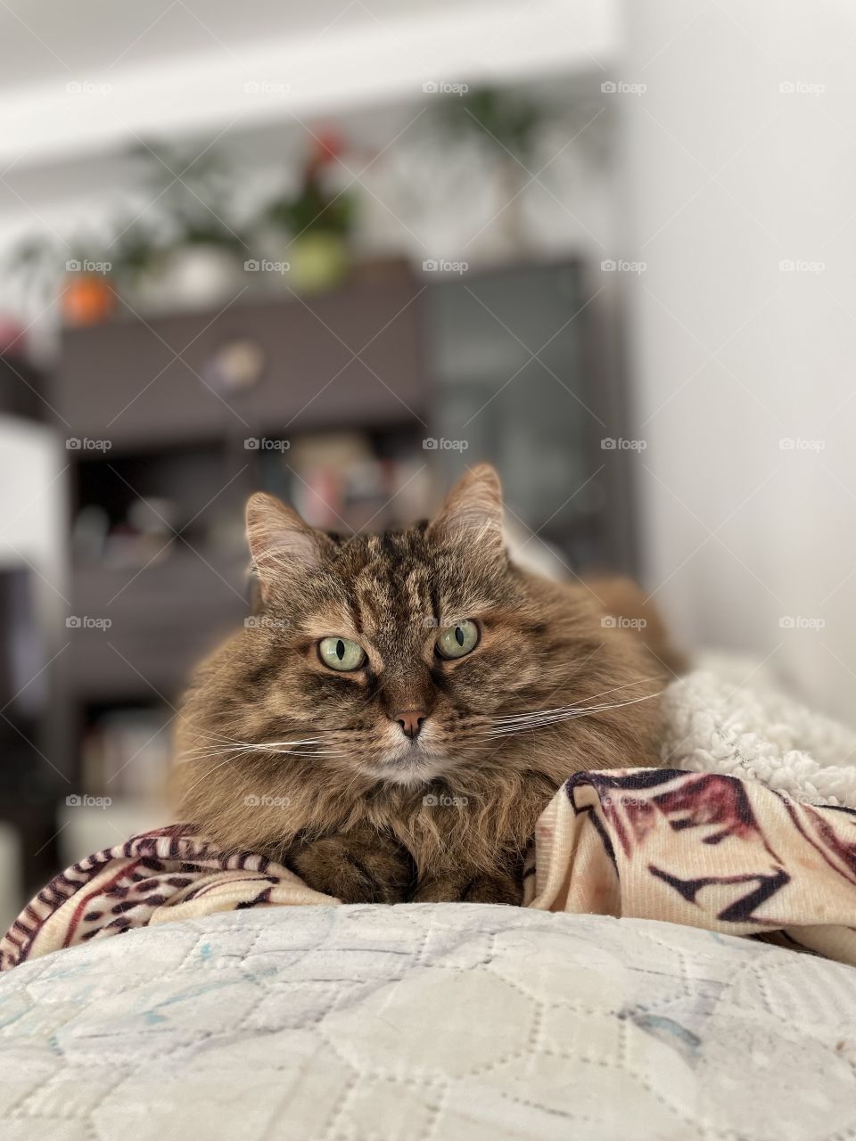 Adorable long haired cat of siberian breed in relax indoor on a sofa. Brown mackerel hair type 