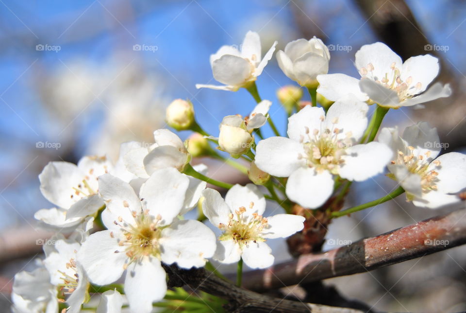 spring flowers in bloom