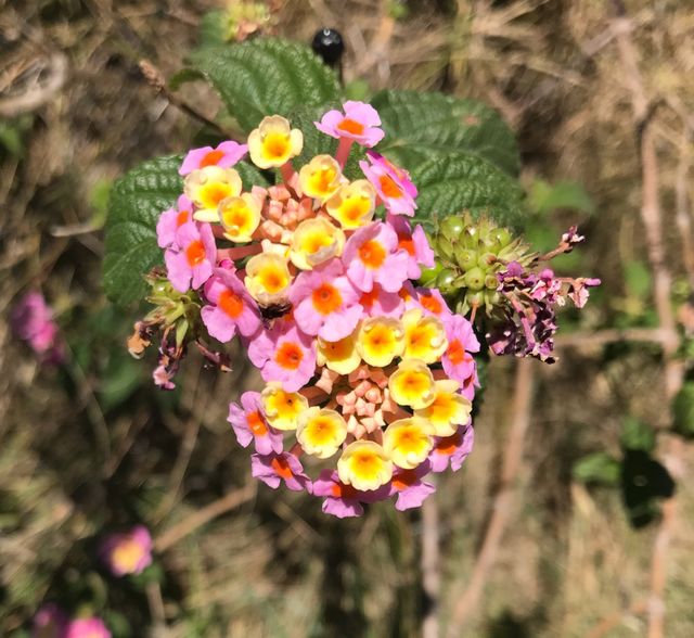Spring blossom