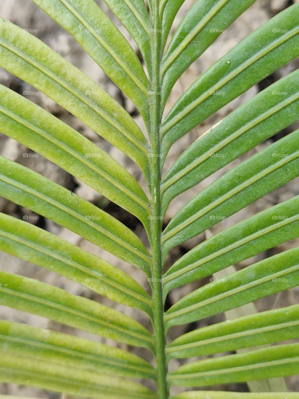 Mobile series: Plants